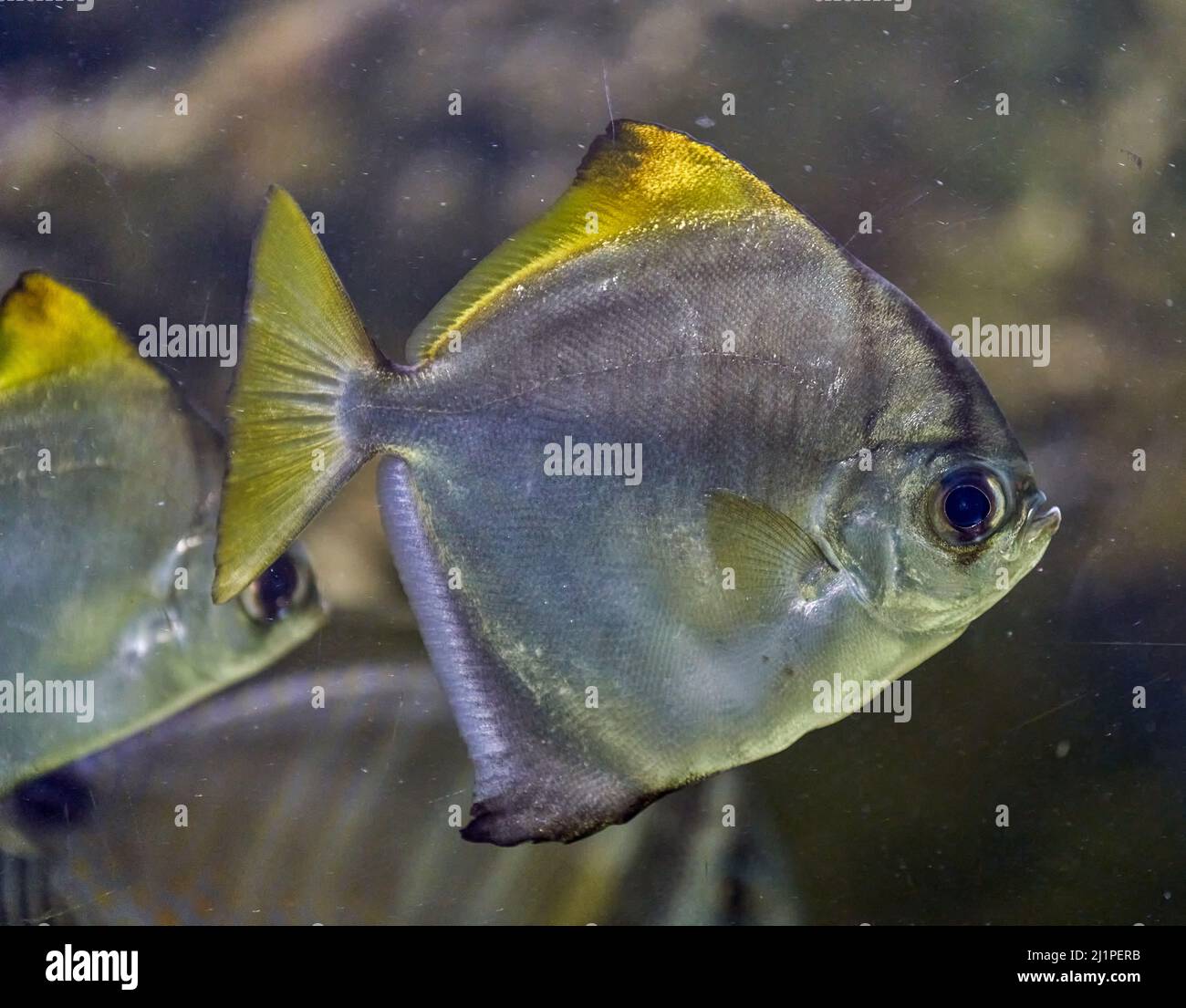 Monodactylus argenteus is a species of fish in the family Monodactylidae, the moonyfishes. Its common names include silver moonyfish, or silver moony, Stock Photo