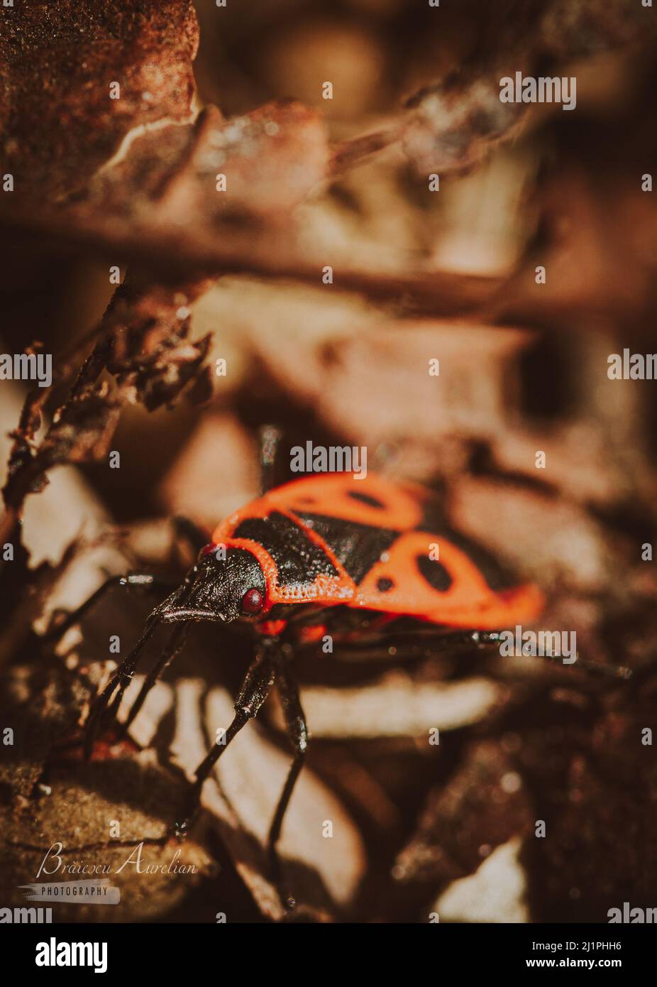 Mating of the firebug, Pyrrhocoris apterus on the leaf. High resolution photo. HD Photo Stock Photo