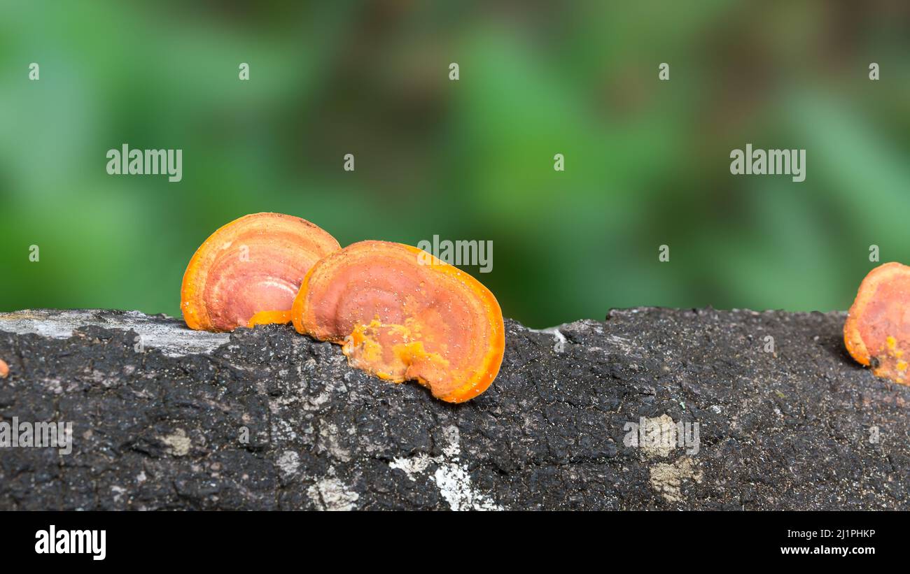yellow and orange fungi grow on a tree trunk, closeup view of fungus that digests moist wood taken in shallow depth of field, blurry background Stock Photo