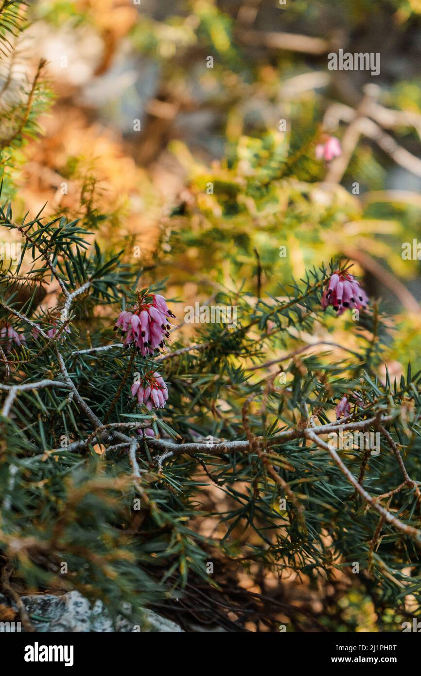The Erica flower plants in wilderness Stock Photo - Alamy