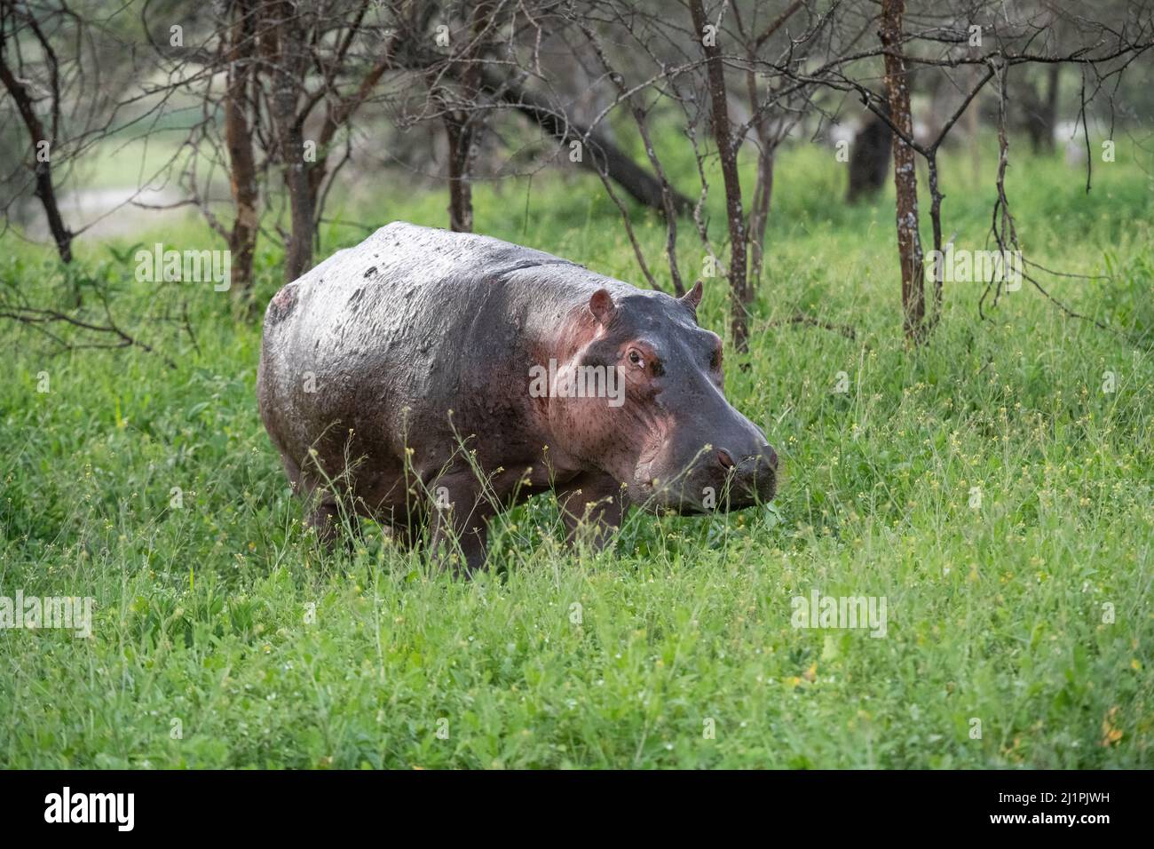 Hippo Out of Water, Tanzania Stock Photo