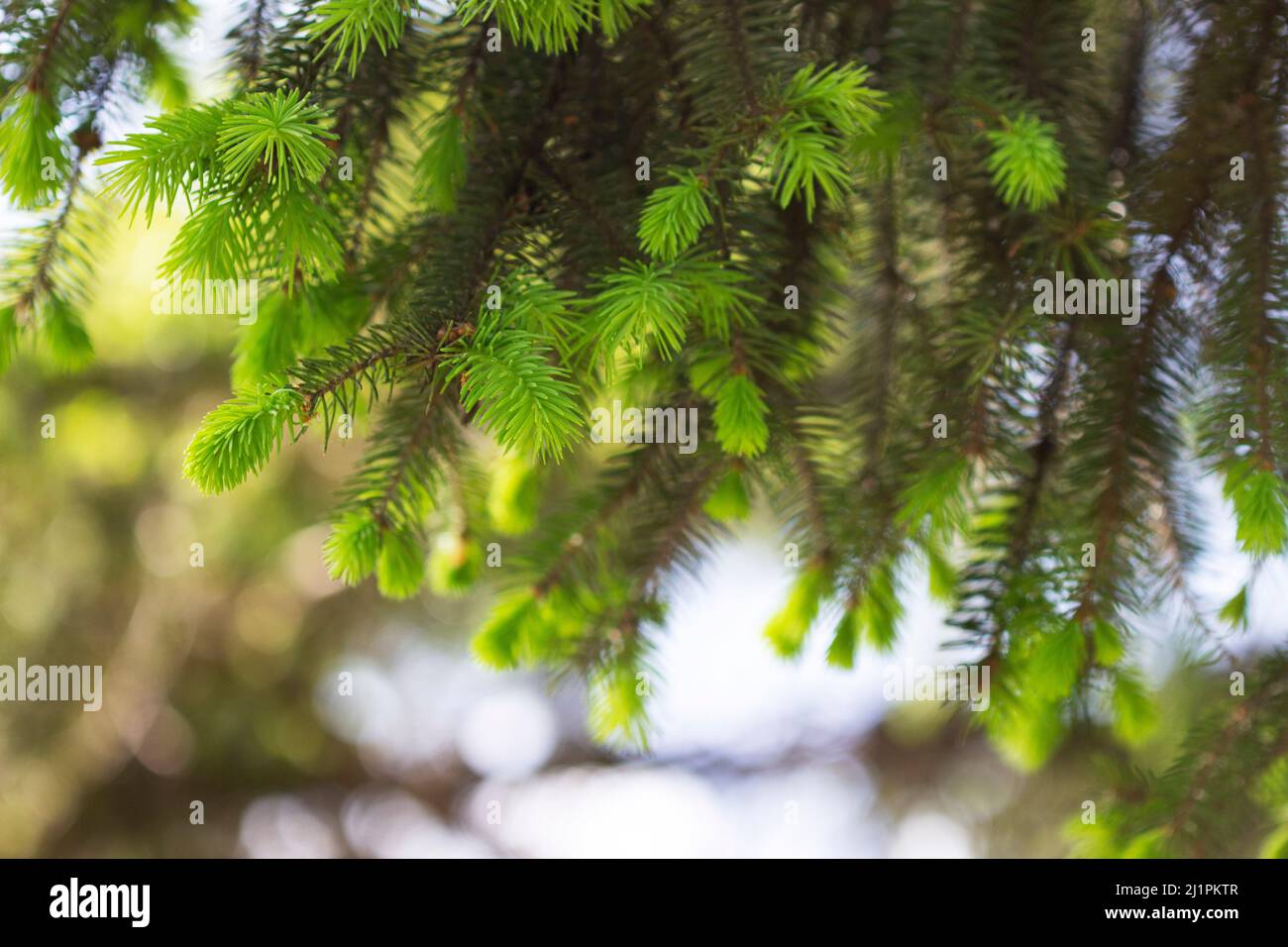 Spruce branches with young sprouts in the park. Ecological concept. Stock Photo