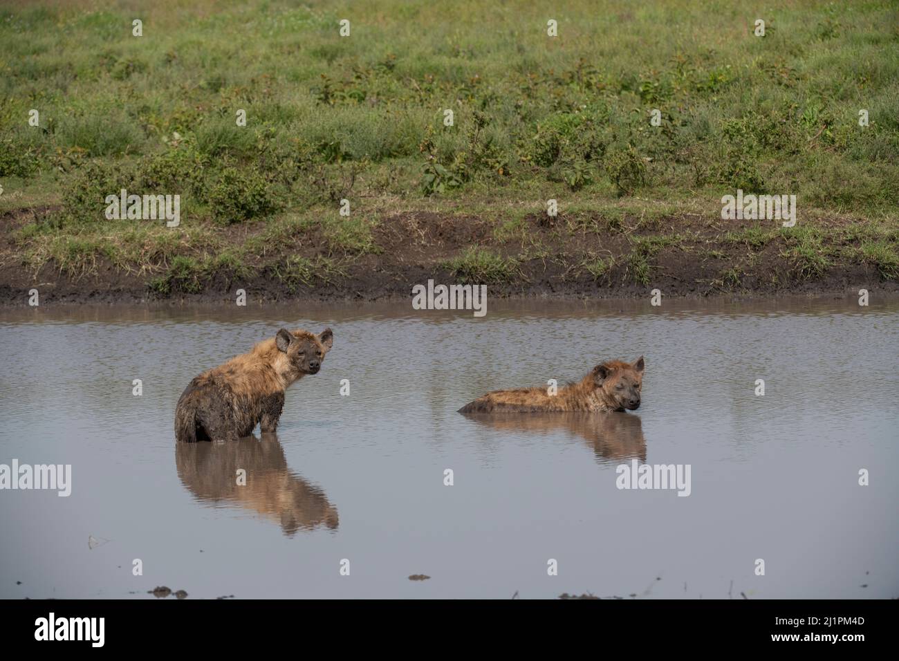 Spotted Hyena, Tanzania Stock Photo