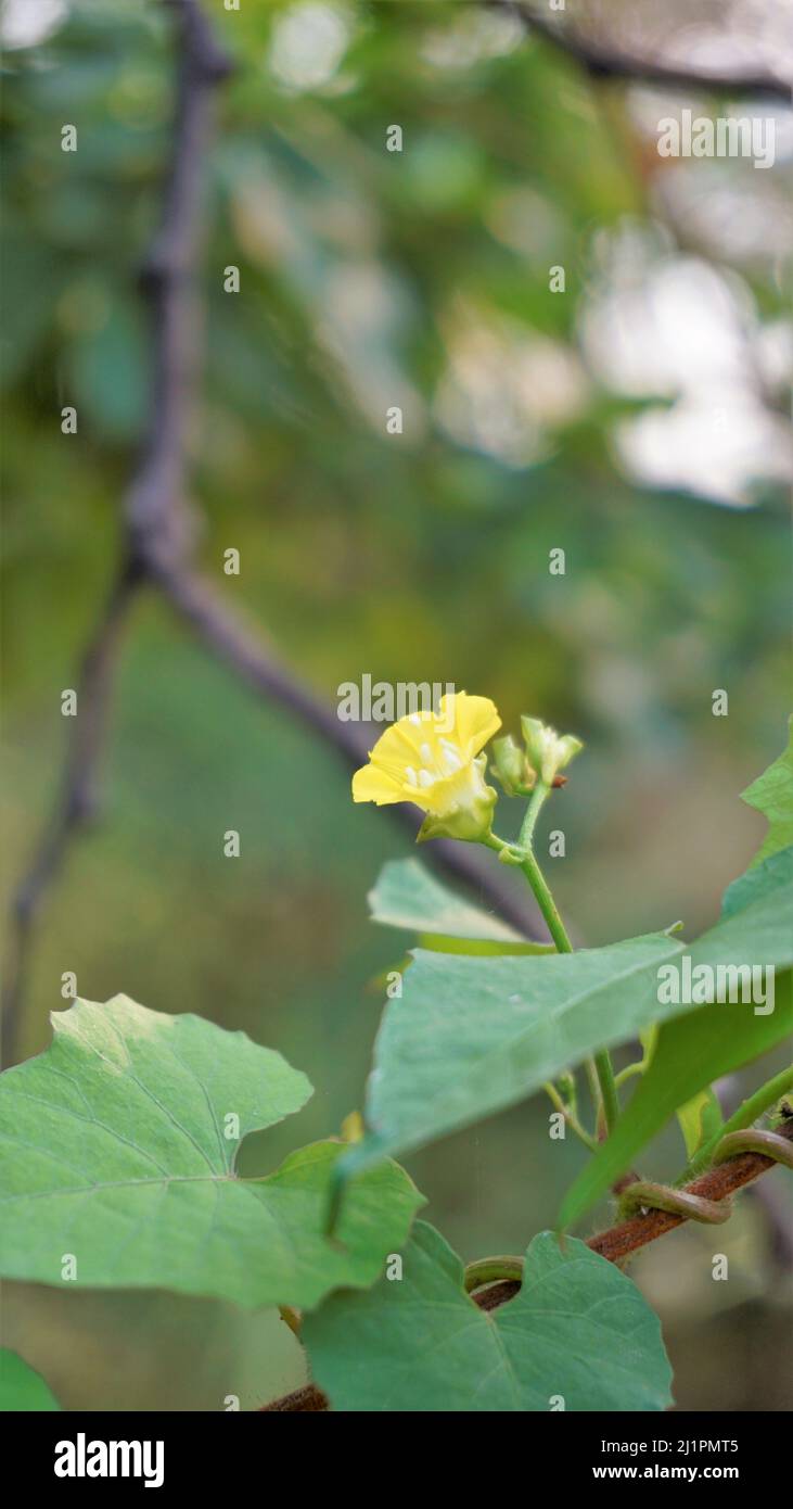 Beautiful yellow flower of Merremia umbellata also known as Hogvine, Sea spleenwort, Aguinaldo Amarillo etc.Spotted in Madiwala lake, Bangalore, Karna Stock Photo