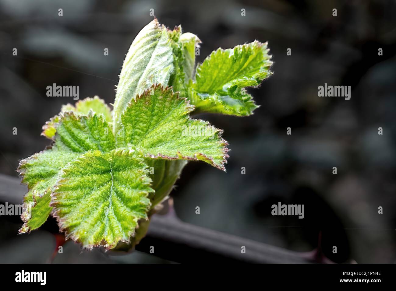 A selective focus shot of the current leaves Stock Photo - Alamy