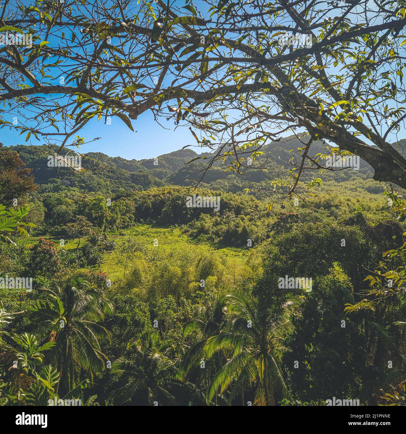 Dense natural landscape hi-res stock photography and images - Alamy