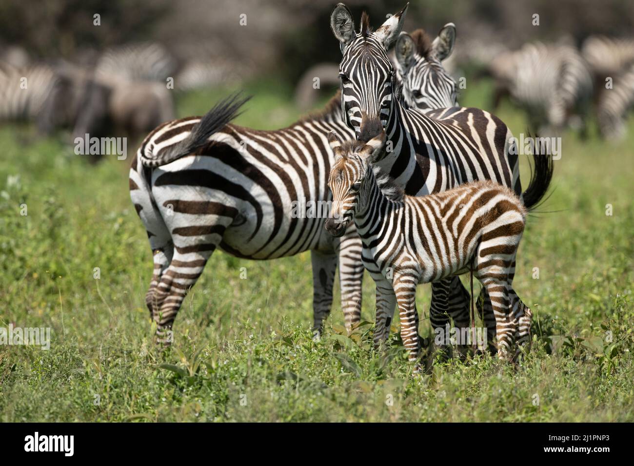 Zebra Mom and Foal, Tanzania Stock Photo Alamy