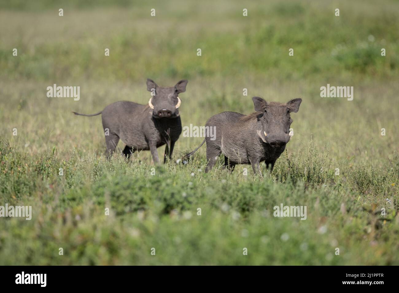 Warthog, Tanzania Stock Photo