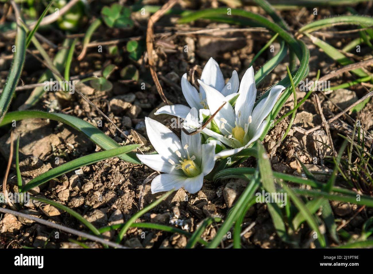 First spring flower white Ornithogalum fimbriatum Stock Photo