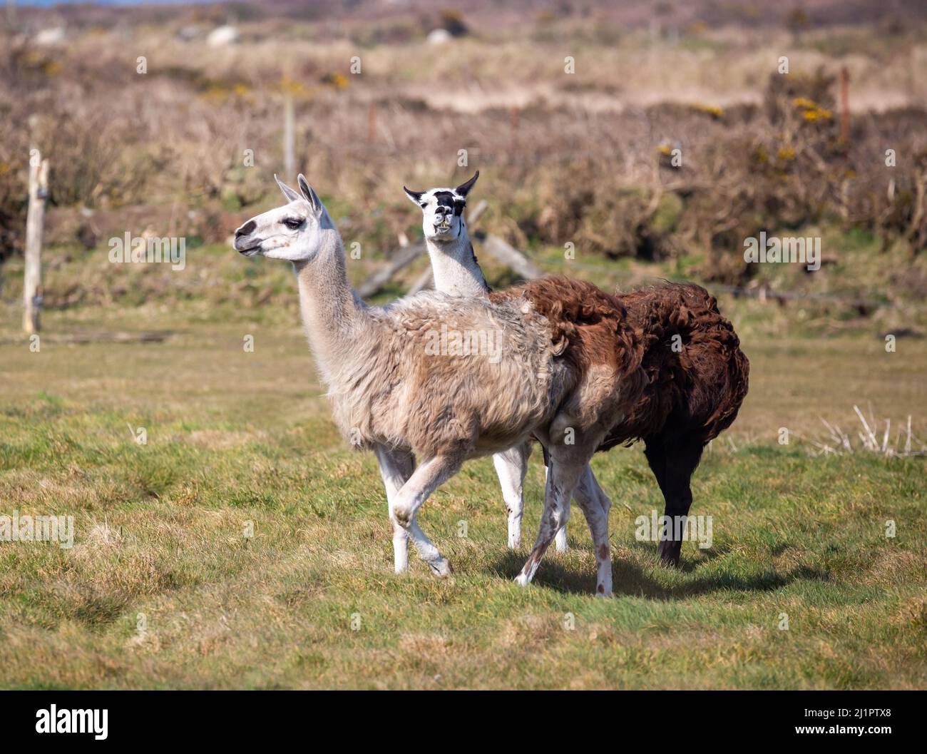 Llamas in a field near Pendeen, Cornwall,UK Stock Photo Alamy