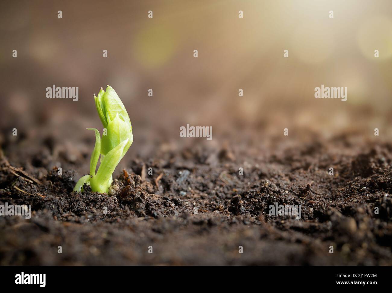 Young snap pea sprout in outside vegetable garden bed or field with sunrays. Just emerged single pea plant seedling known as Super Sugar Snap Pea or P Stock Photo
