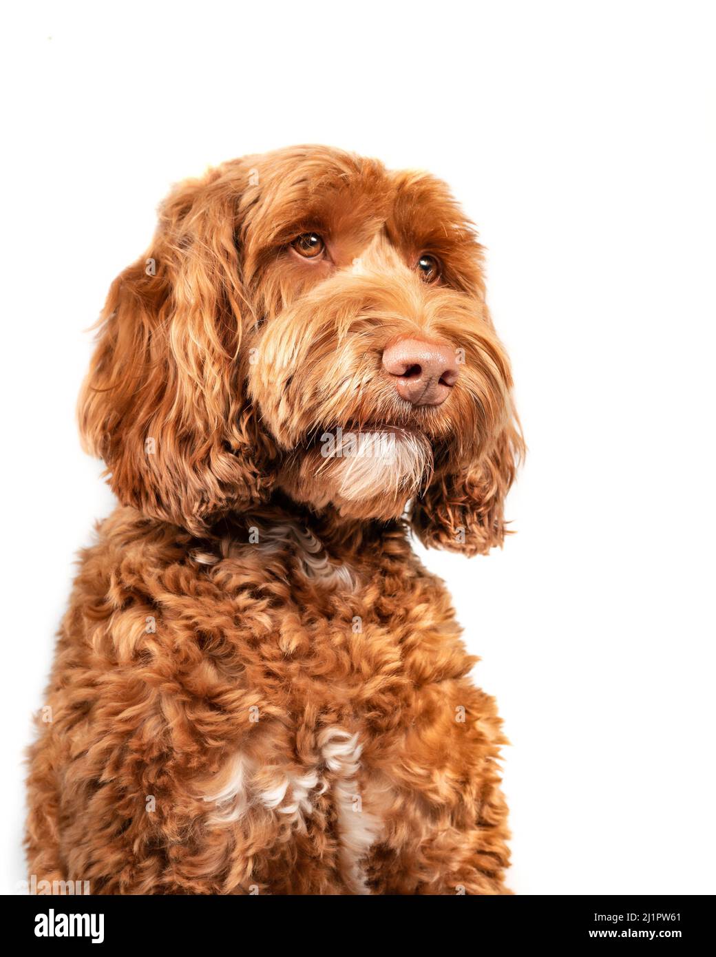 Isolated fluffy dog looking to the right. Three quarter view of medium to large dog. Serious, sad or longing dog expression. Brown or apricote female Stock Photo