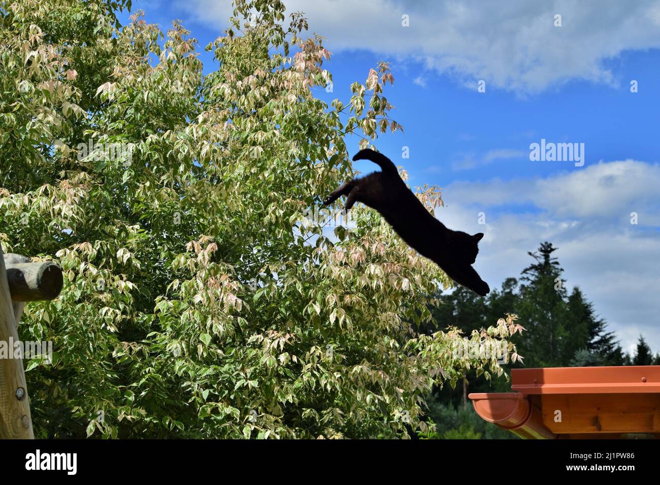 A photo of a robinia pseudoacacia tree and a black cat jumping onto a roof Stock Photo