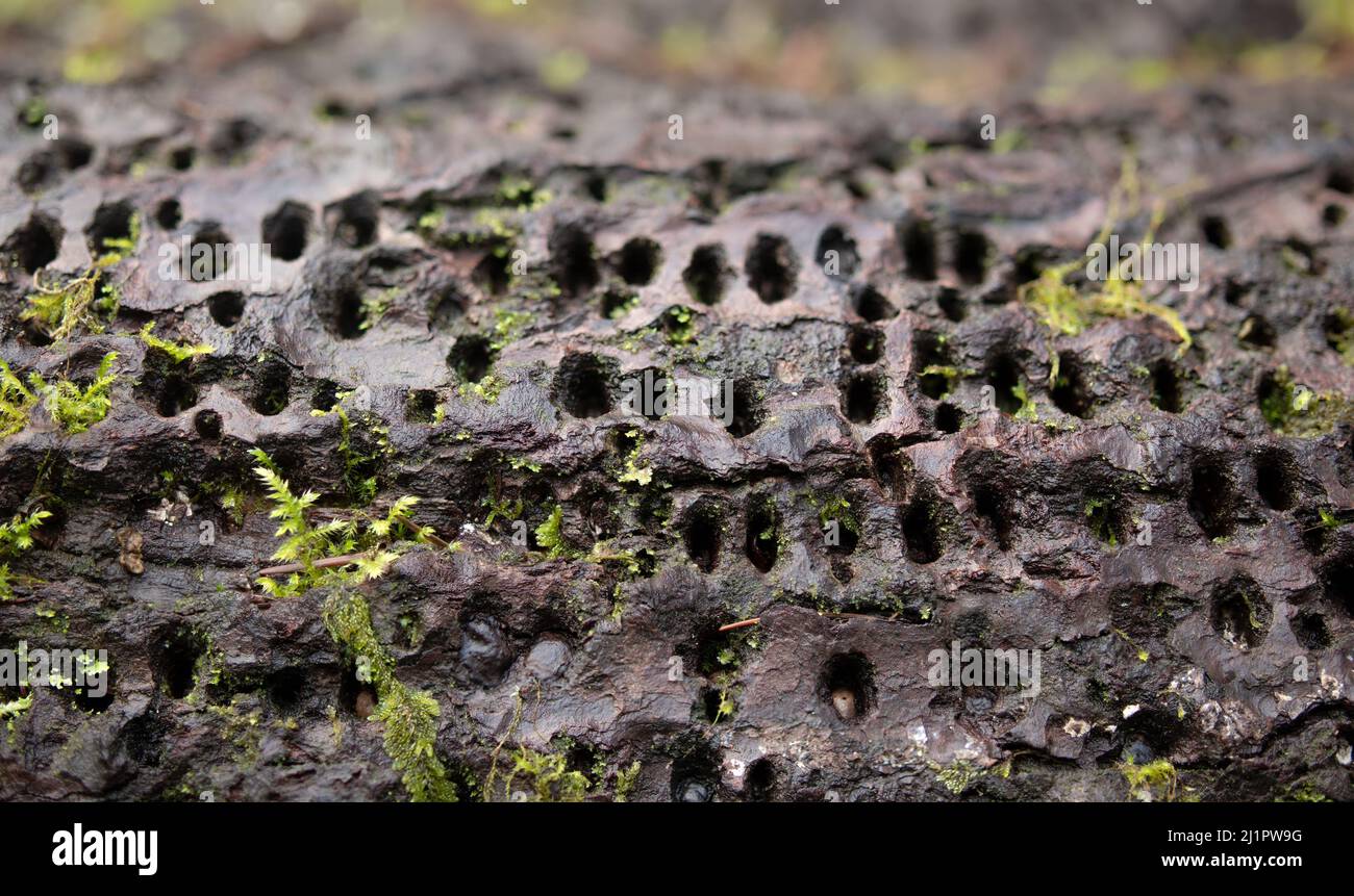Tree trunk with woodpecker damage. Old fallen tree with parallel lines of holes made by a woodpecker searching for food such as larvae and insects or Stock Photo