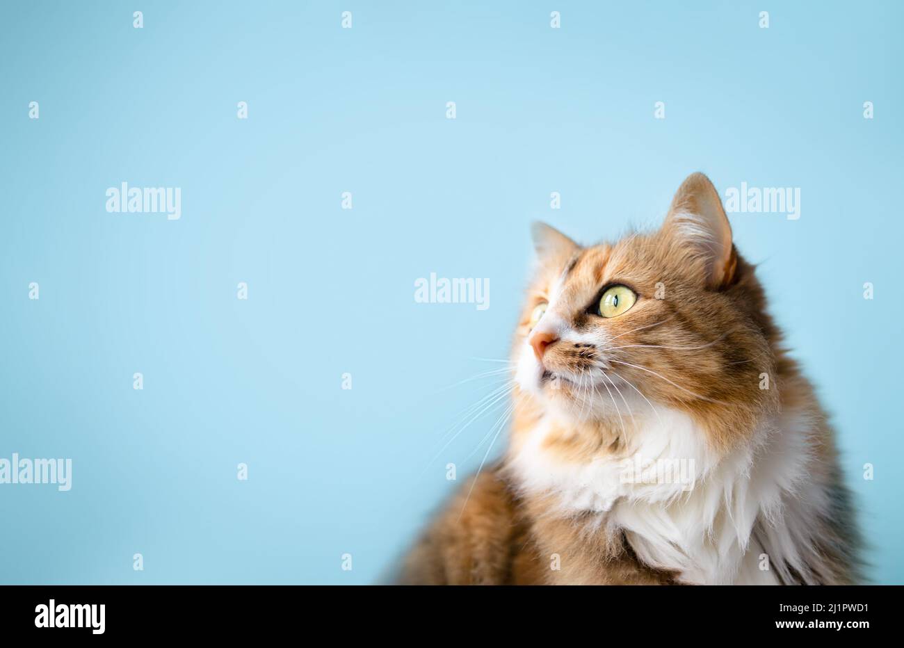 Fluffy cat looking to the side on light blue background. Cute long hair female calico or torbie cat staring at something. Pet on colored background wi Stock Photo