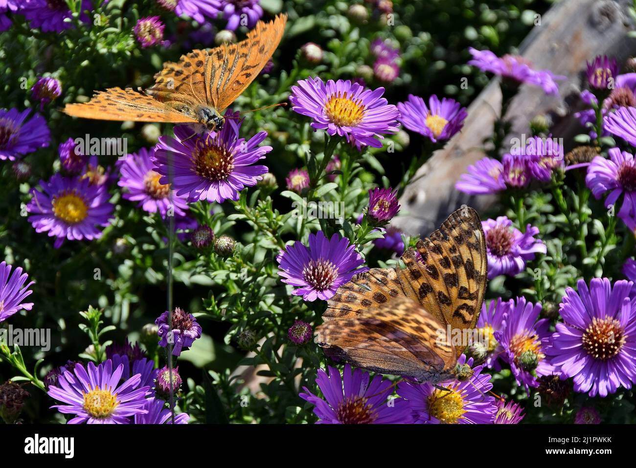A beautiful photo of butterflies on purple flowers Stock Photo - Alamy