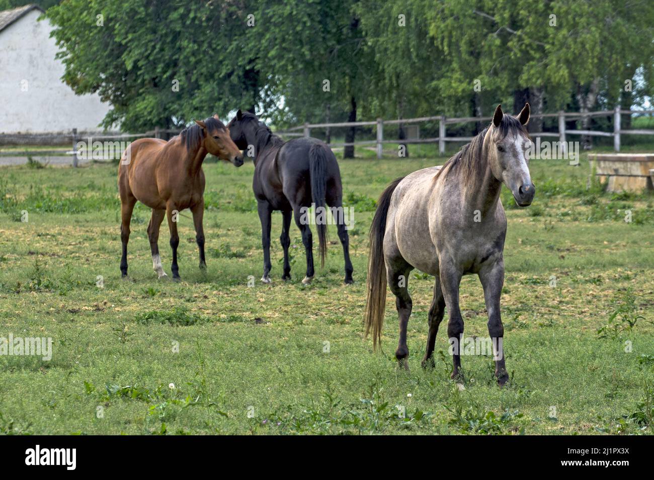 A group of young horses in a green field on a sunny day Stock Photo