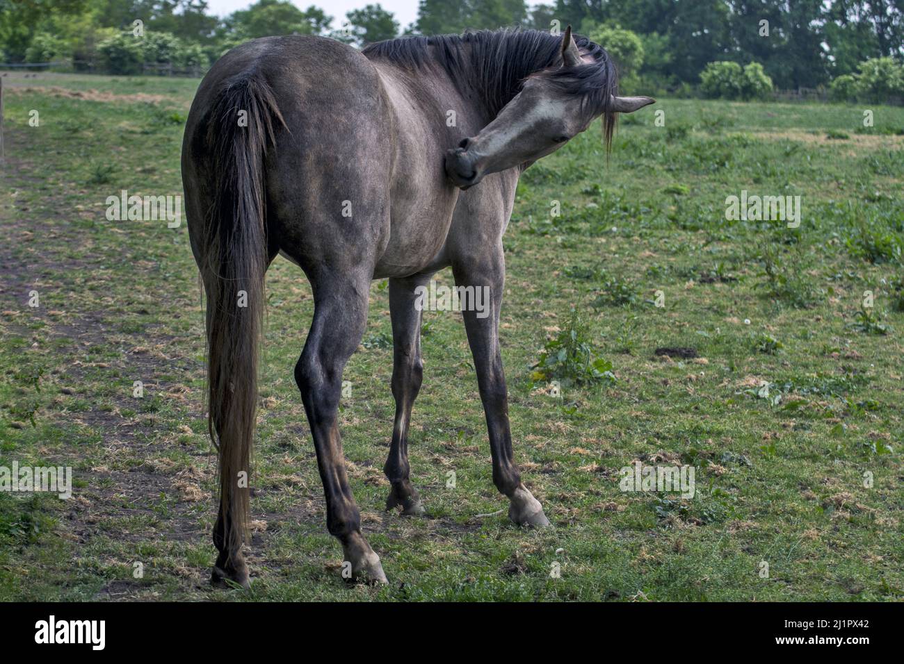 A beautiful horse in a green field on a sunny day Stock Photo - Alamy