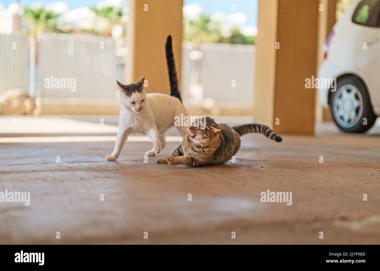 Angry Cat - Street Fighting Cats