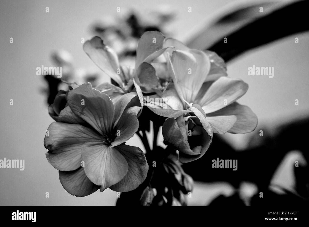 A black and white photo of Geranium flower - stock photography Stock Photo