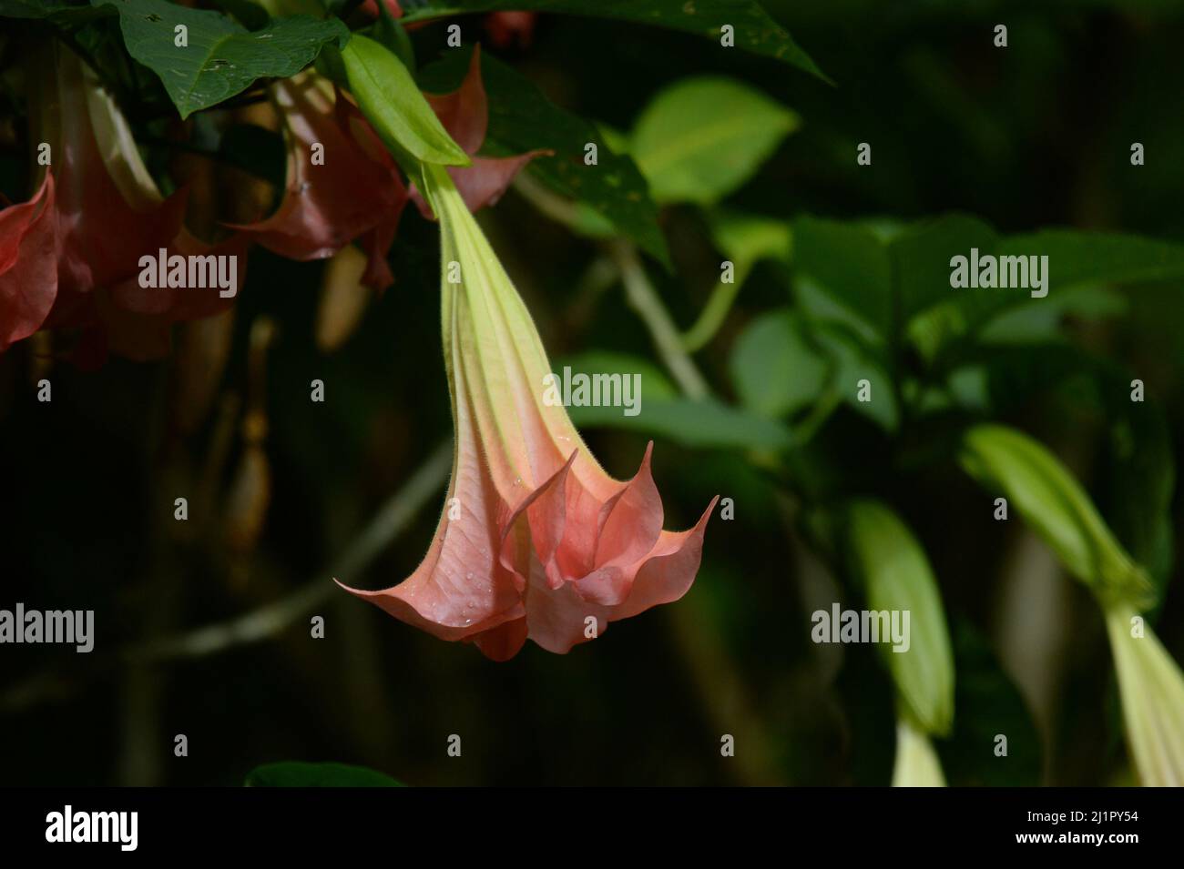 A closeup shot of the pink Brugmansia candida (angel's trumpet) Stock Photo