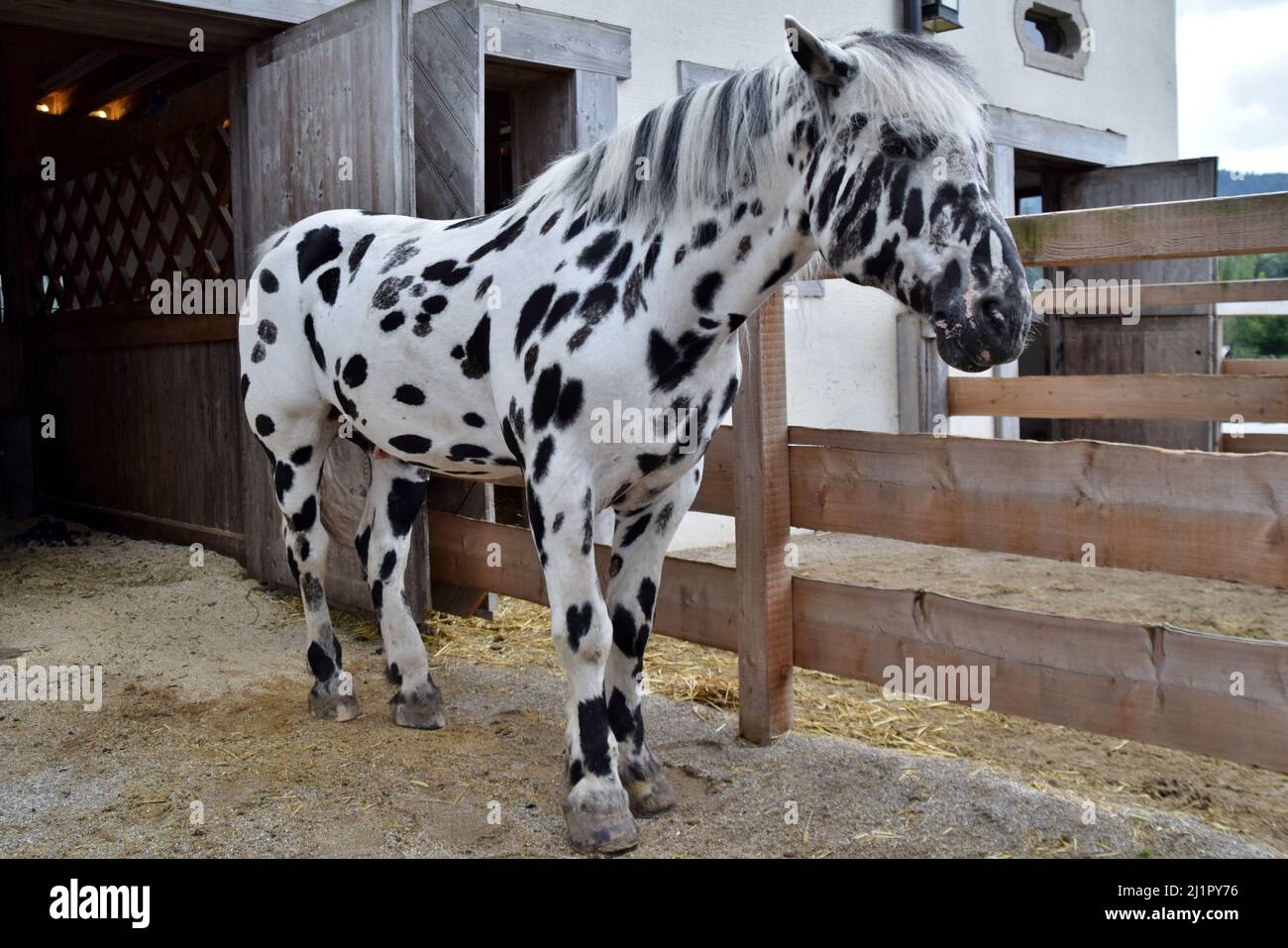 Appaloosa Horses and Leopard Horses