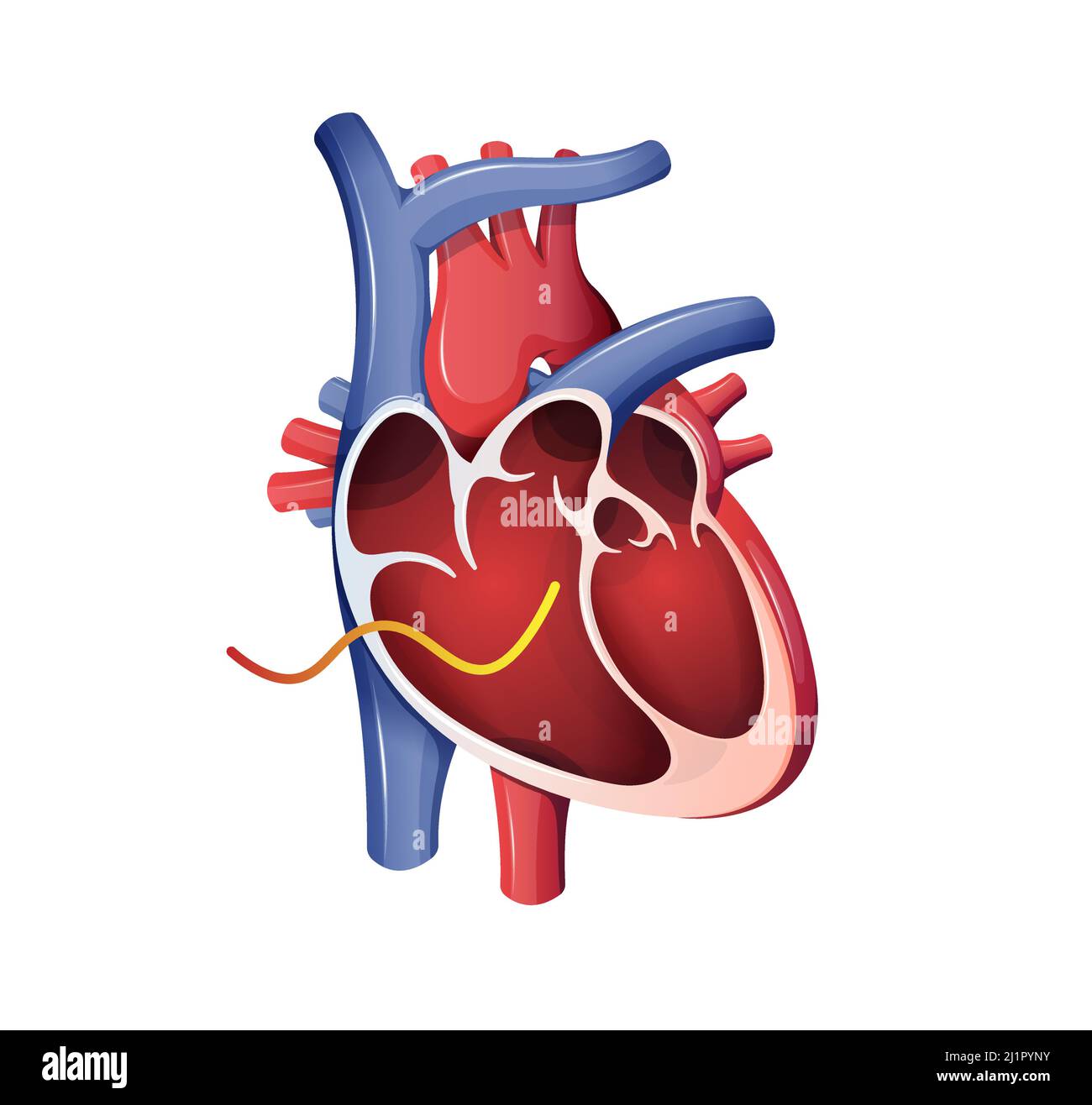 Human Heart Cross Section - Stock Illustration as EPS 10 File Stock Vector