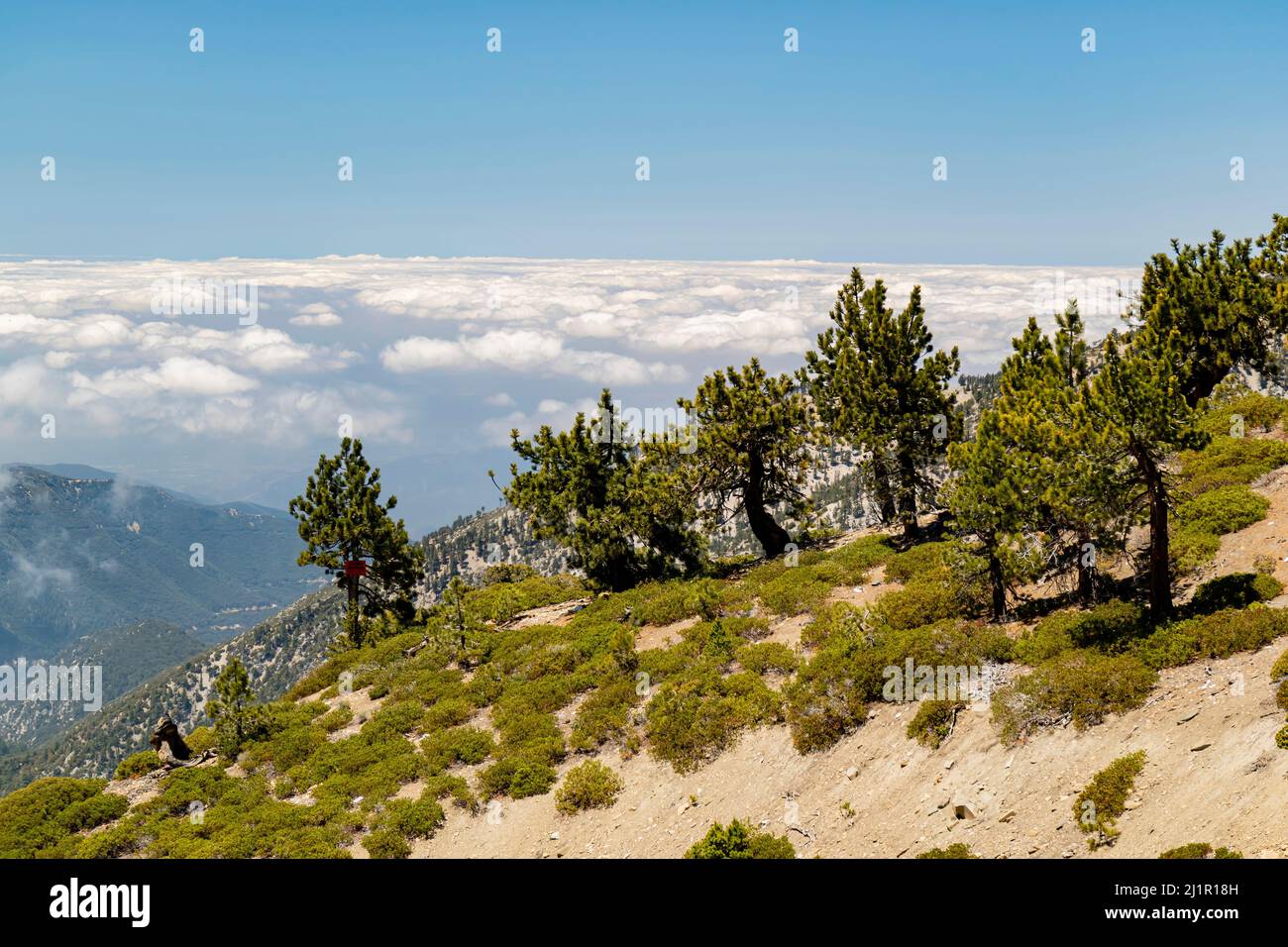Visual Reference: Sunny View Of The Landscape Around Mt Baldy Trail At