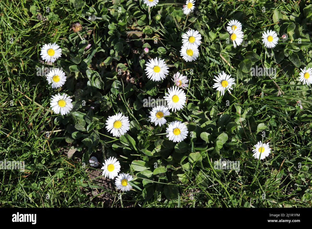 top view at a green meadow with blooming daisies in springtime Stock Photo