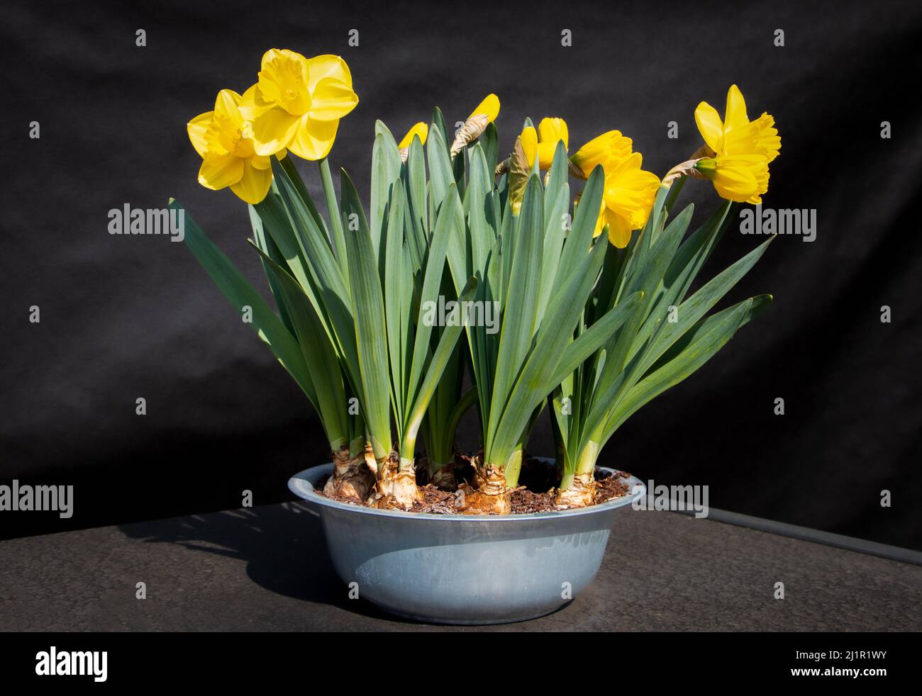Beautiful yellow daffodils, with large flower bulbs in a beautiful flower pot Stock Photo