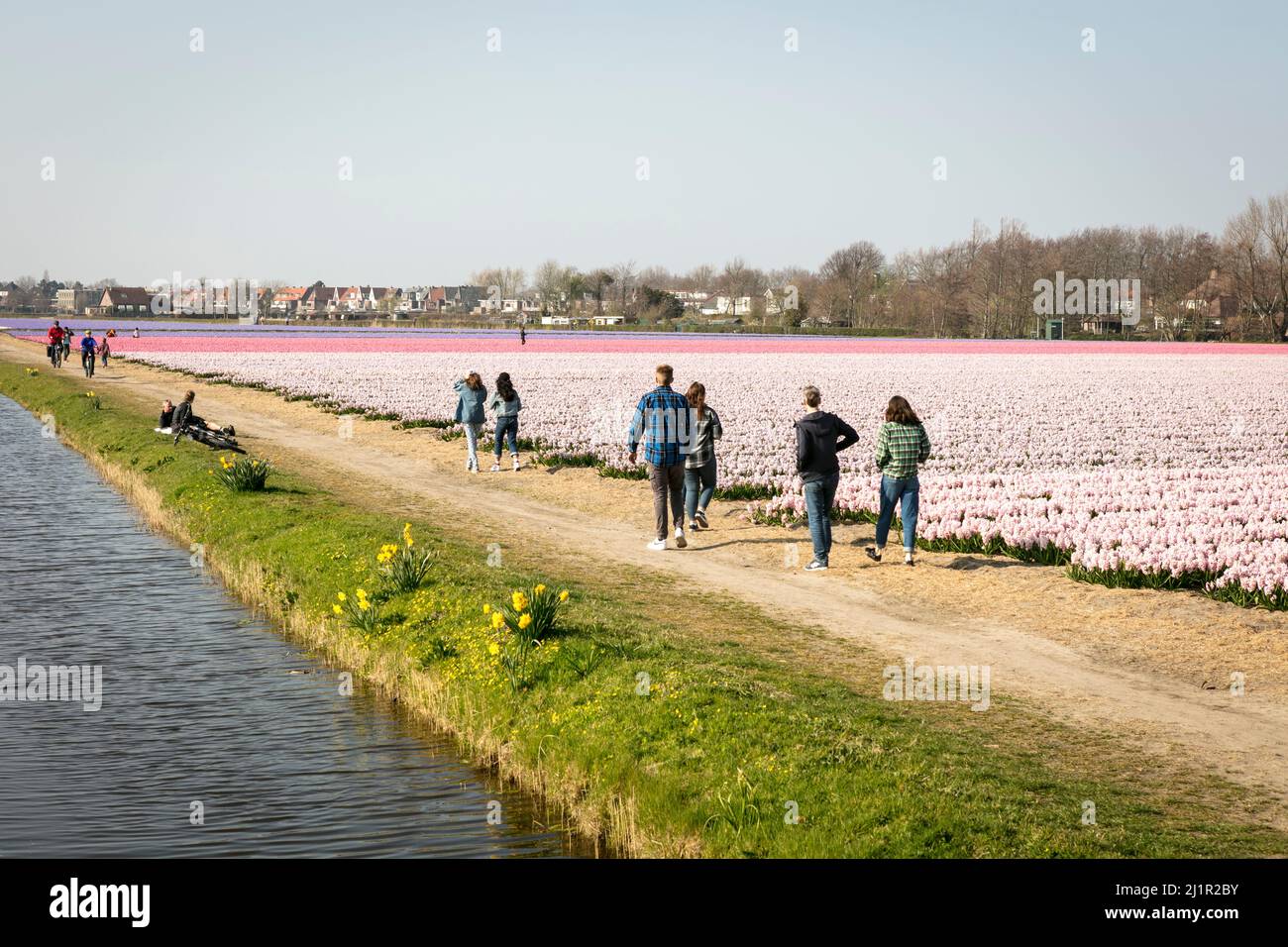 Families walk along rows and rows of Hyacinths (Hyacinthus orientalis), in bloom, on an early Spring day in the Dutch flower fields around Lisse in the Netherlands. Stock Photo