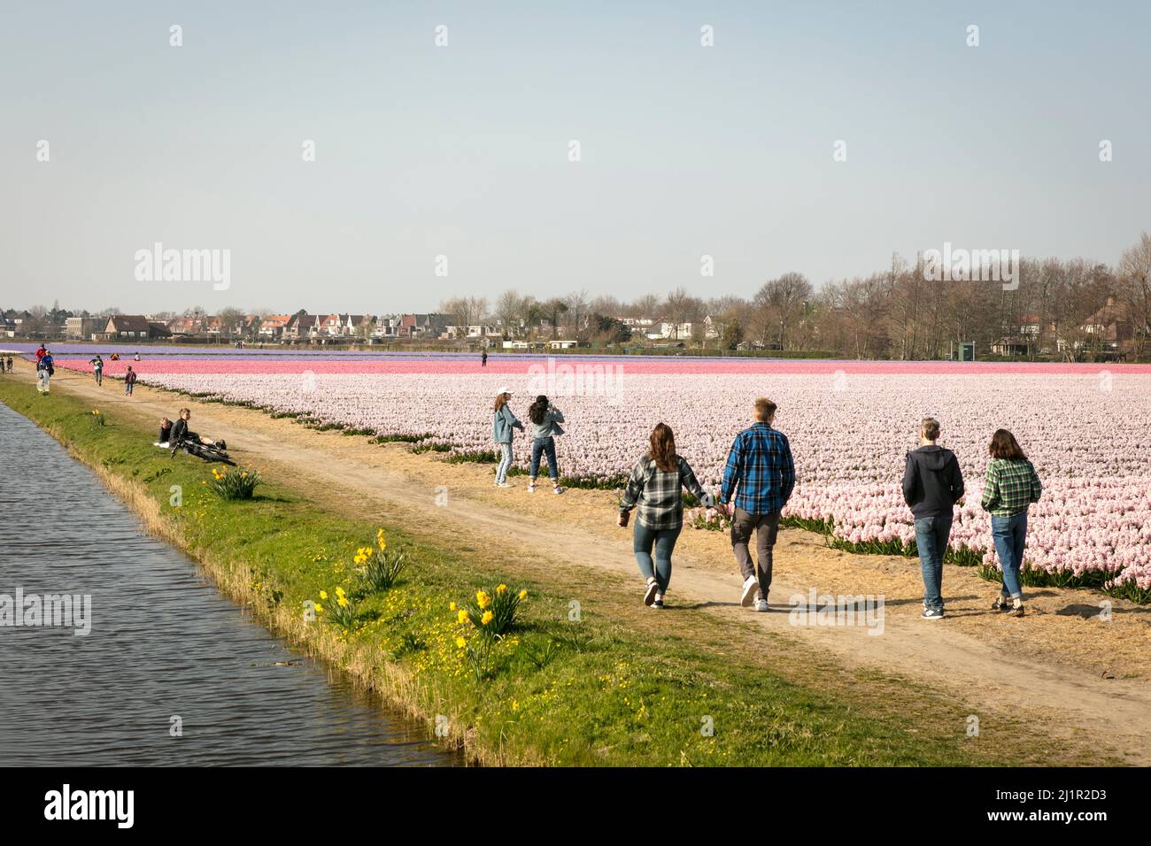 Visitors walk along rows and rows of Hyacinths (Hyacinthus orientalis), in bloom, on an early Spring day in the Dutch flower fields around Lisse in the Netherlands. Stock Photo