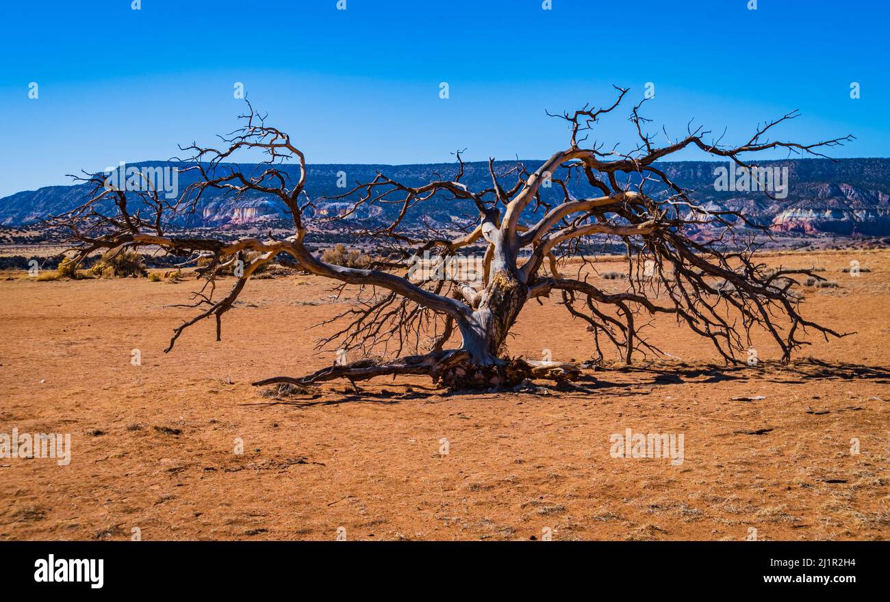 old sprawling leafless tree on the New Mexico horizon Stock Photo