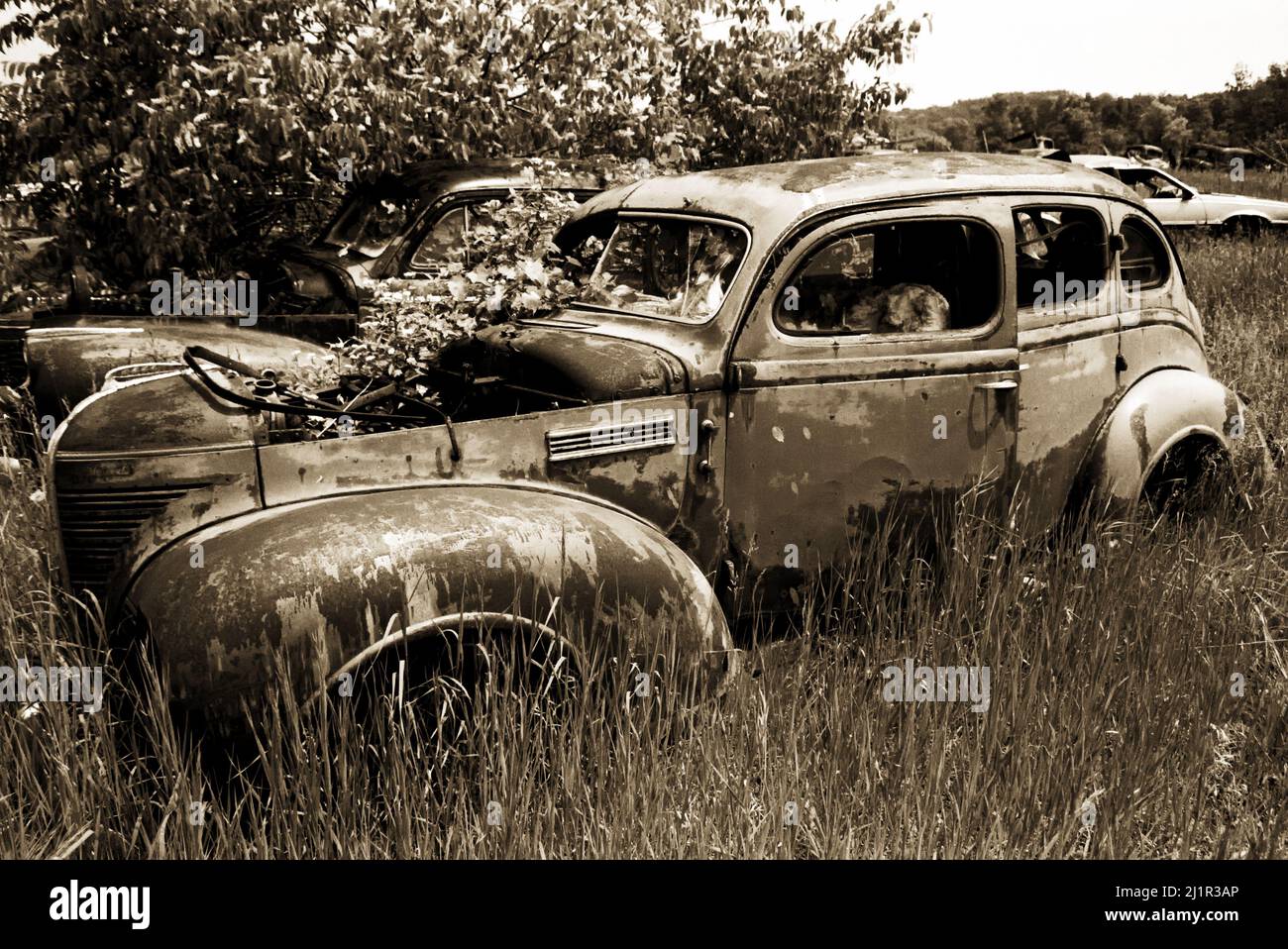 Old cars in scrap yard. Black and White image. Ontario Canada Stock