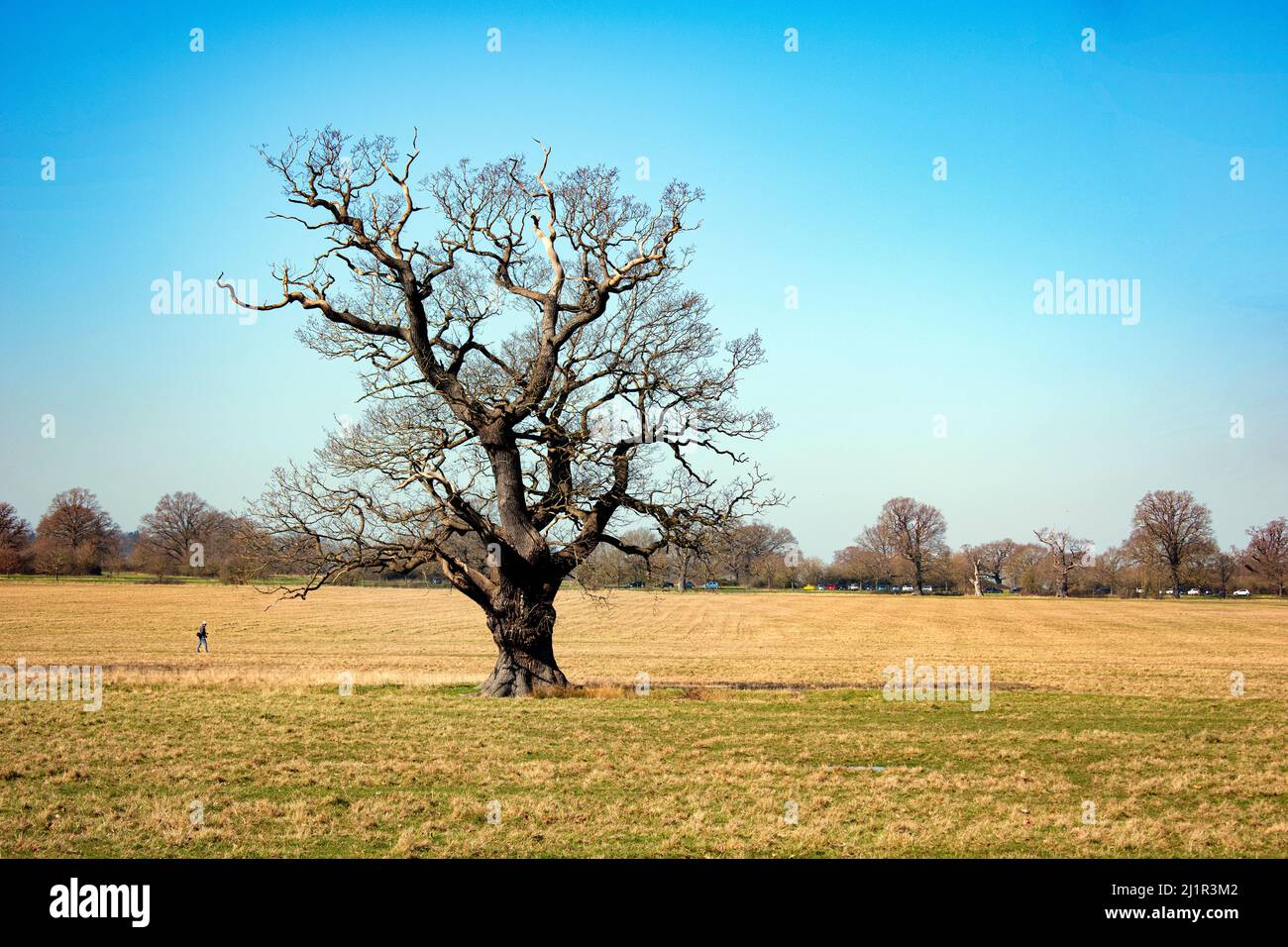 A large lonely tree with bare branches Stock Photo