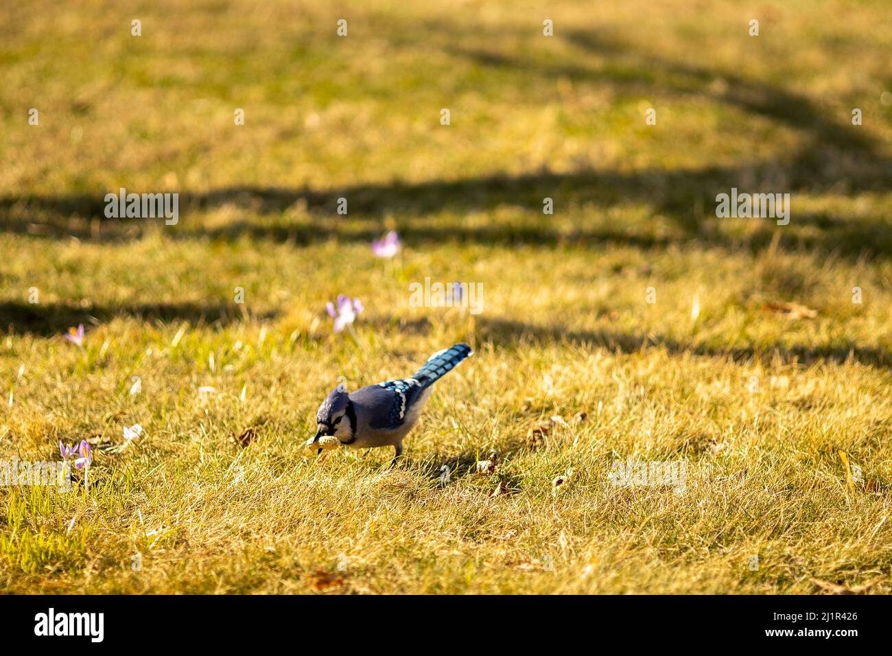 A selective focus shot of a blue jay bird perched on the grassy ground at sunrise Stock Photo