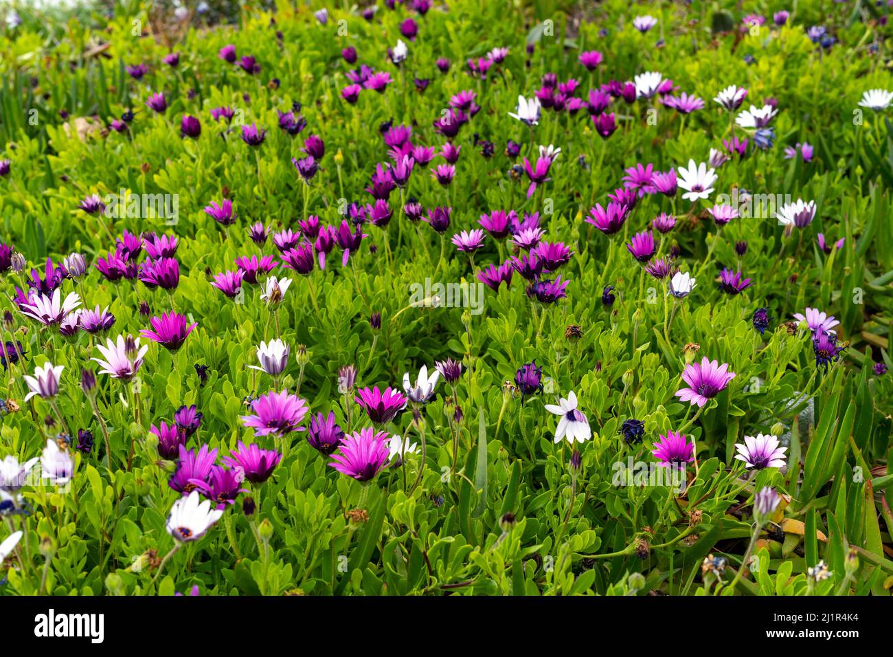 Close up photo of purple african daisy. 0steospermum as a background. Stock Photo