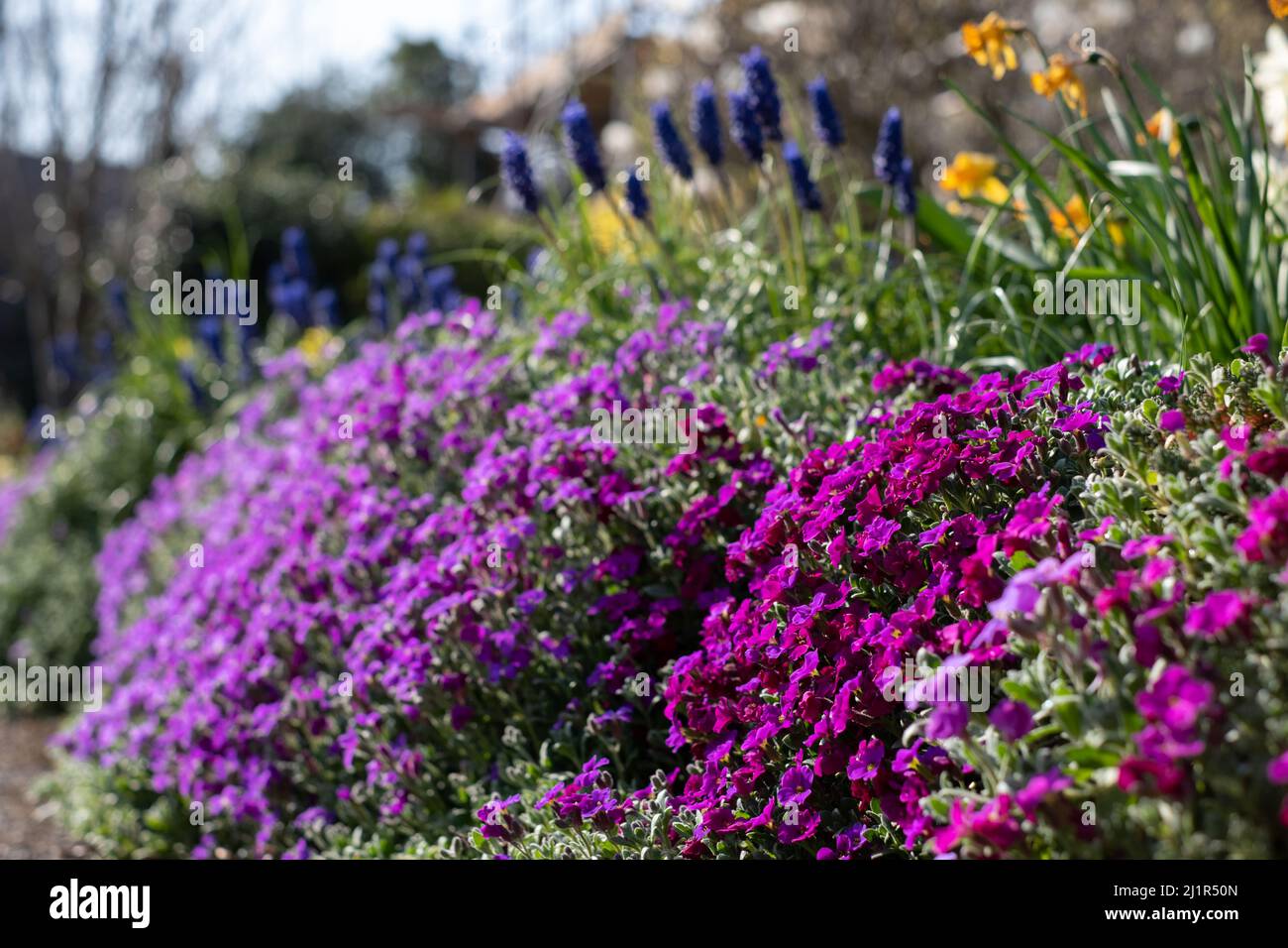 Colourful purple and pink flowered aubretia trailing plants growing on a low wall in Pinner UK Stock Photo