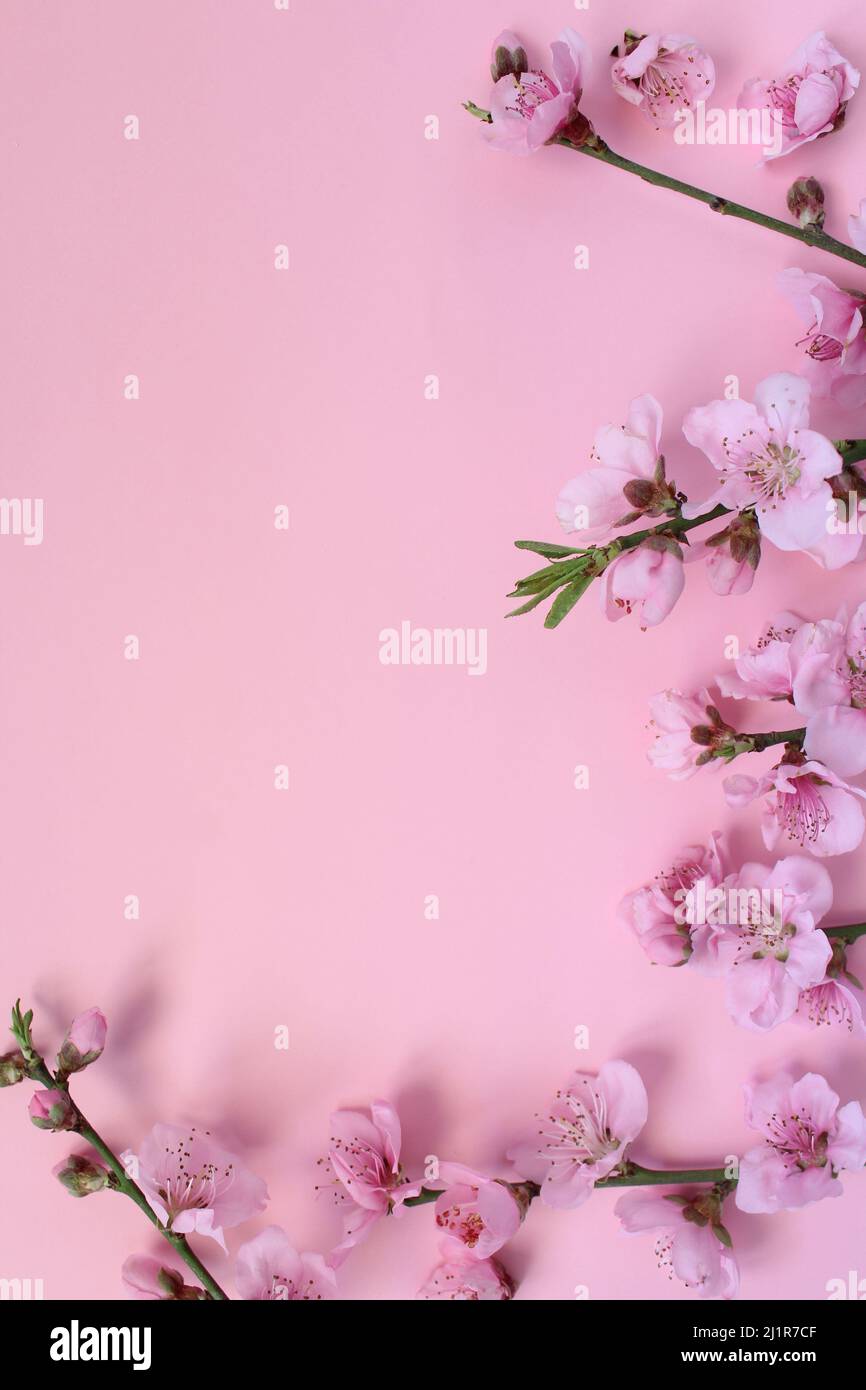 Spring concept idea. Blossom tree branches isolated on pink background. Top view on pink nectarine flower formed like frame with space for text. Stock Photo