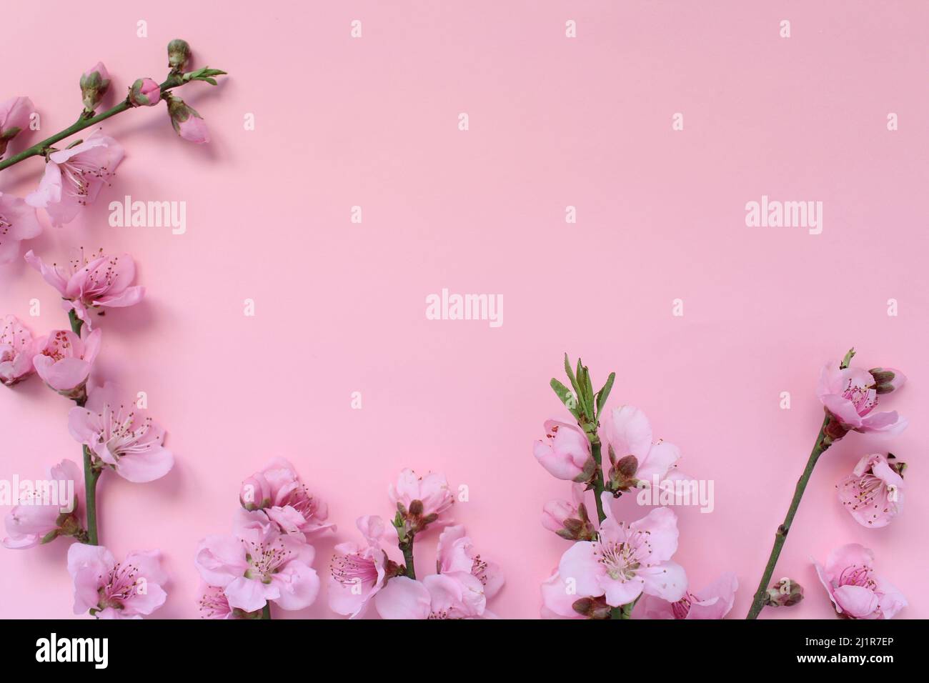 Spring concept idea. Blossom tree branches isolated on pink background. Top view on pink nectarine flower formed like frame with space for text. Stock Photo