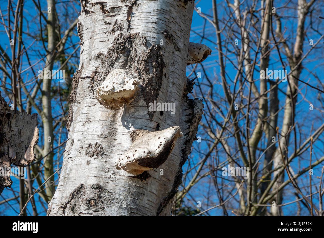 Birch polypore or razor stop fungus in bright sunlight against a blue sky Stock Photo