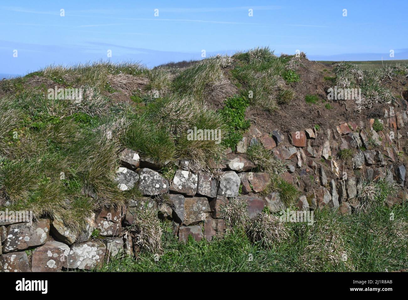 Stone wall on the cost path in Cornwall.Construction was large stones and rocks and soil filled . Covered in grass,stonecrop and lichen. Cornwall.Engla Stock Photo