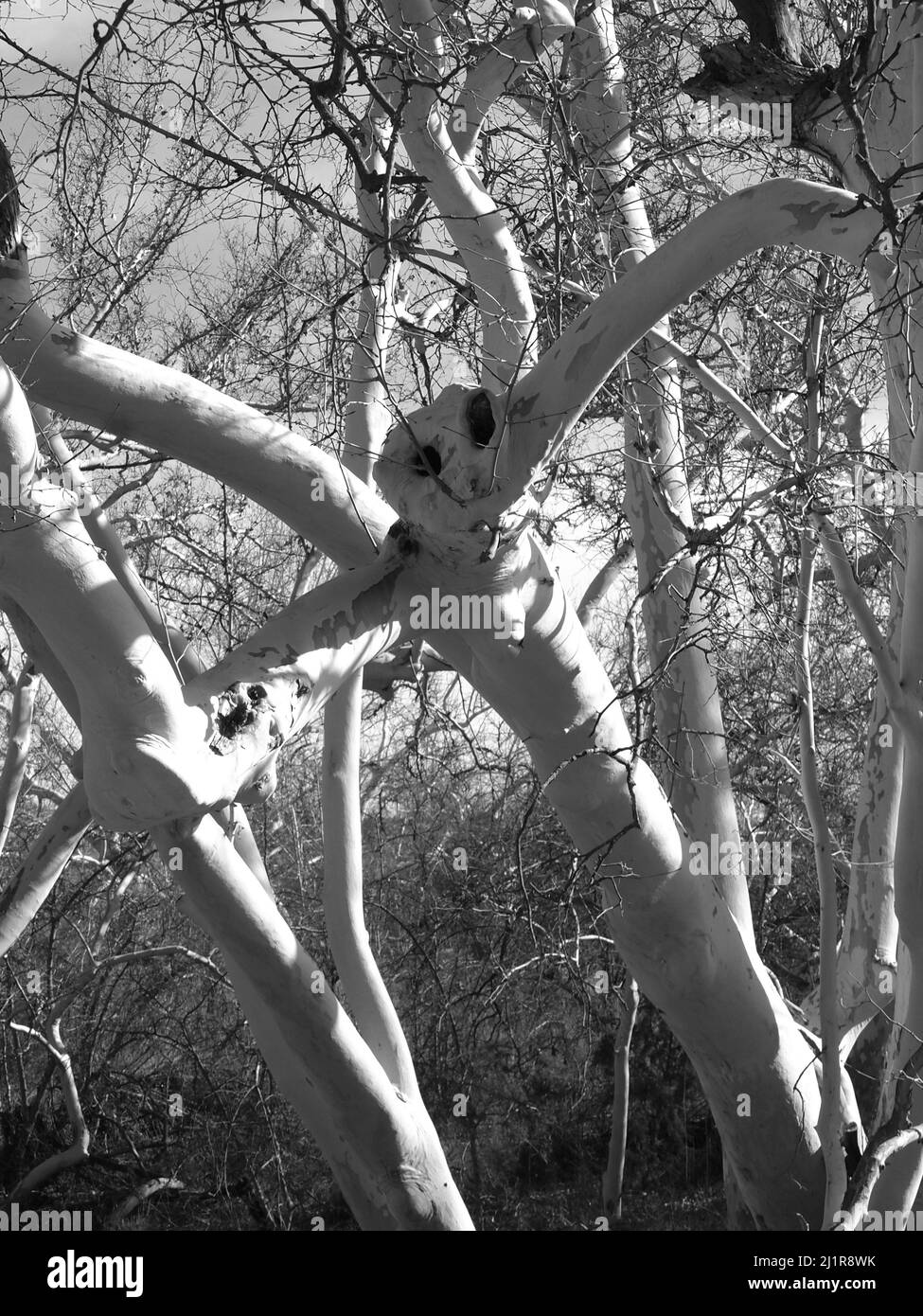 Sycamore tree in the Montezuma Castle National site Stock Photo Alamy