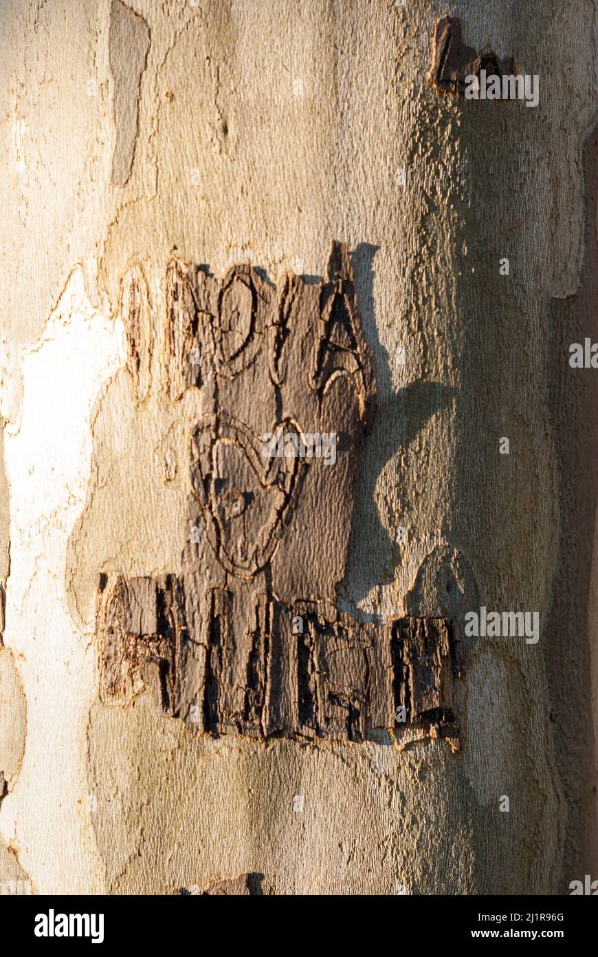 Names of love and heart of lovers written carved on the bark of a tree trunk Stock Photo