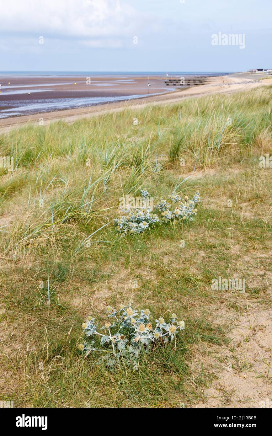 Spiky sea holly (Eryngium maritimum) growing in sand dunes on North Beach, Heacham, a coastal village in west Norfolk, England Stock Photo