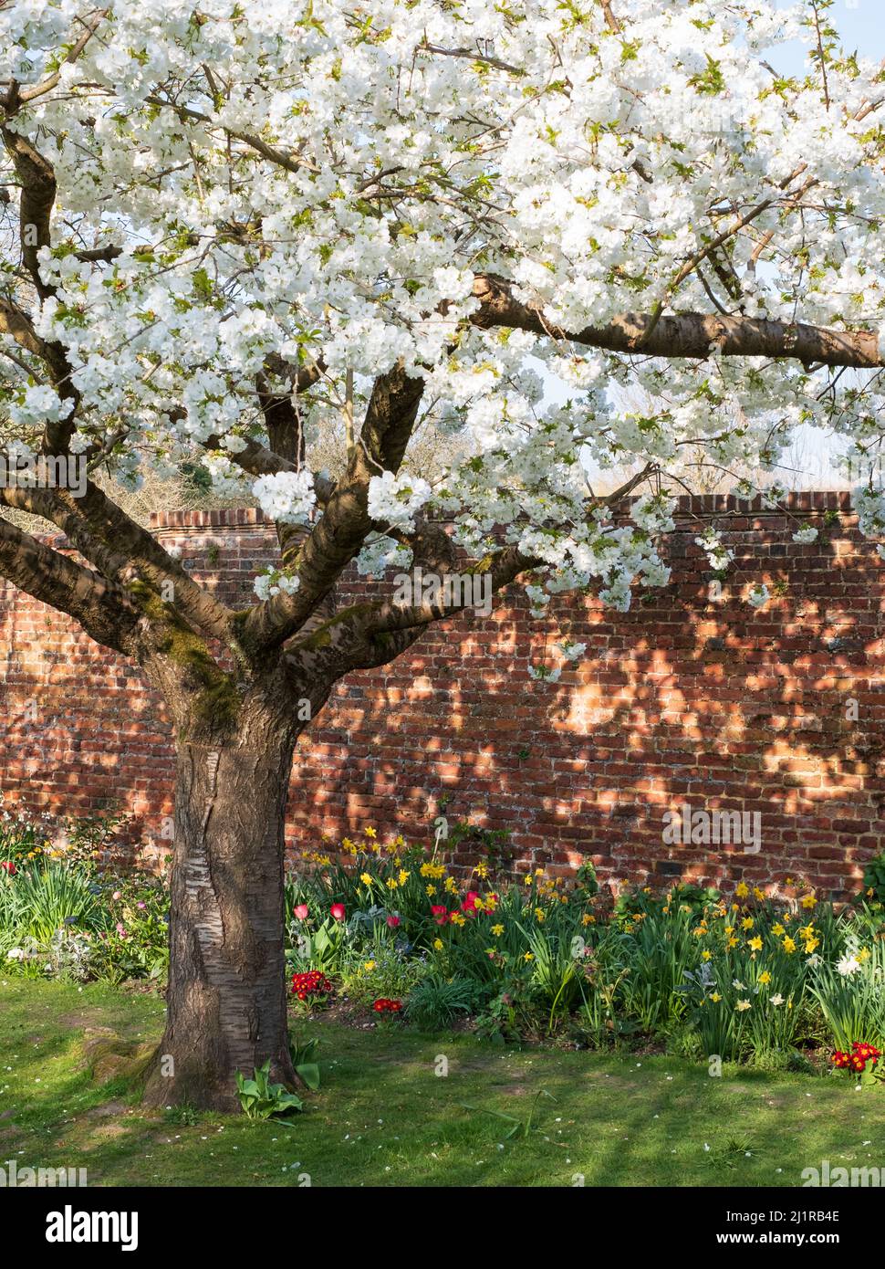 White  blossom tree, photographed in springtime outside Eastcote House historic walled garden in the Borough of Hillingdon, London, UK. Stock Photo