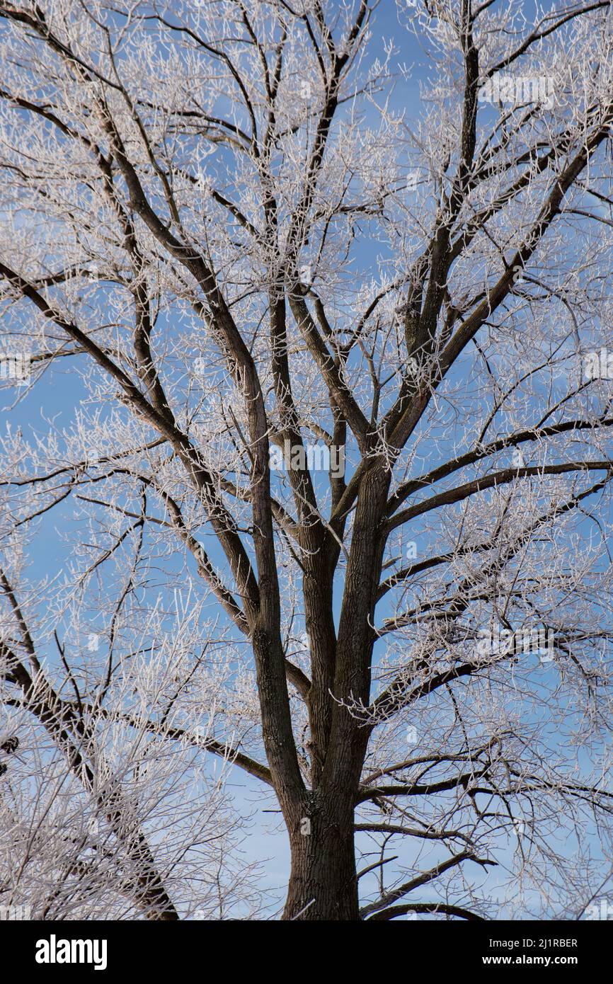 frosted tree contrast Stock Photo