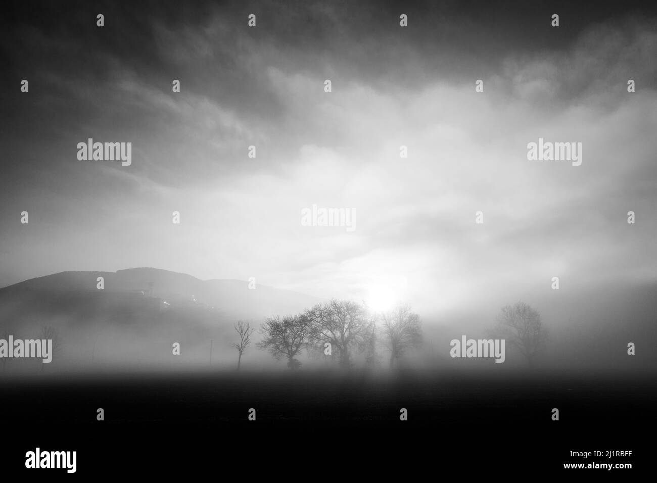 Trees in the middle of fog Stock Photo - Alamy