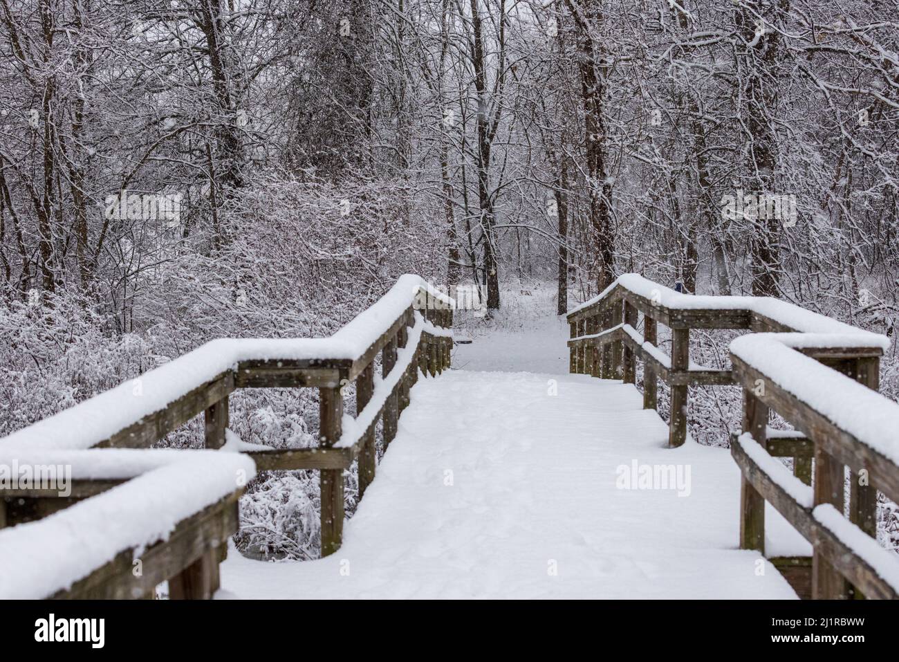 Snow covered wooden walkway leads to winter forest Stock Photo