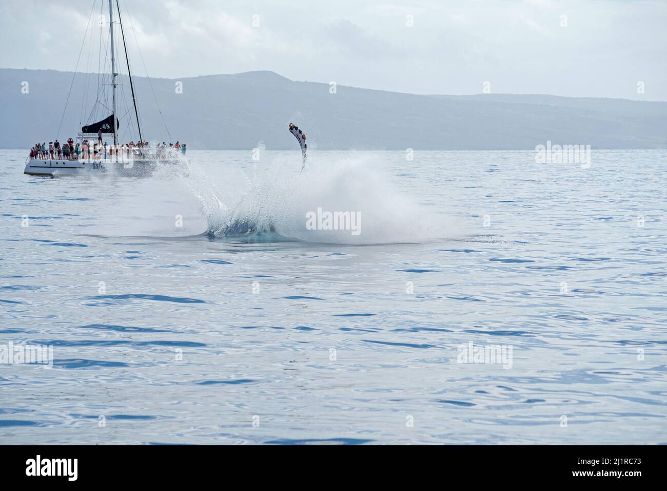 Maui, HI/USA - February 18, 2022: Tourists aboard whale watching boat observe humpback whale as it lobtails in pacific ocean off maui coast Stock Photo